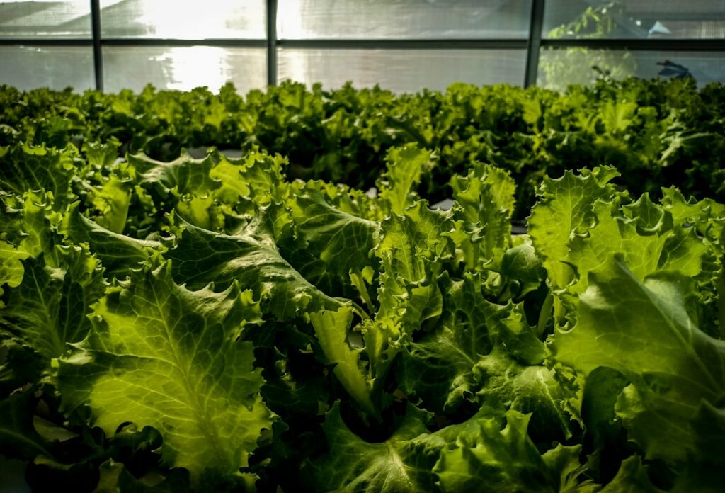 Close-up of vibrant green lettuce growing in a greenhouse. The sunlight filters through the glass roof, casting a warm glow over the abundant leaves, creating a fresh and lush atmosphere.