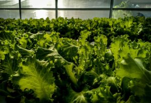 Close-up of vibrant green lettuce growing in a greenhouse. The sunlight filters through the glass roof, casting a warm glow over the abundant leaves, creating a fresh and lush atmosphere.